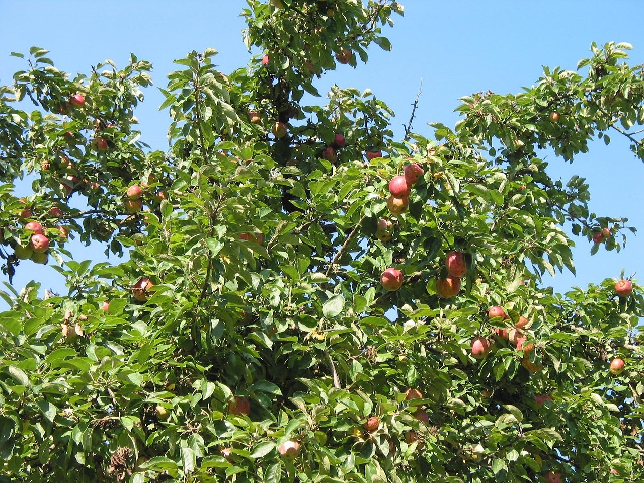 apple tree 16769 1280